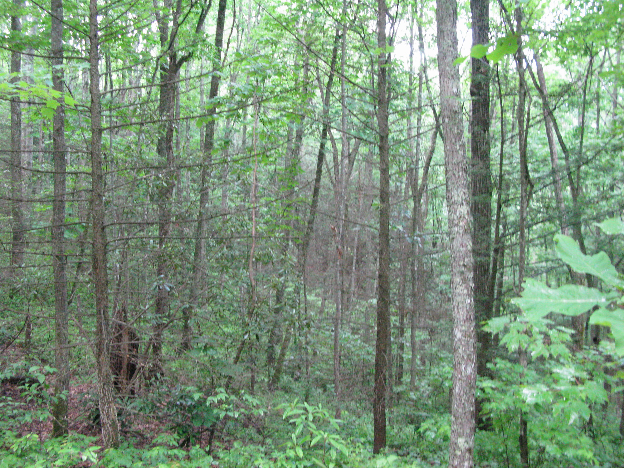 GRSM Accuracy Assessment. Plot Code: GRSM_AA_0442