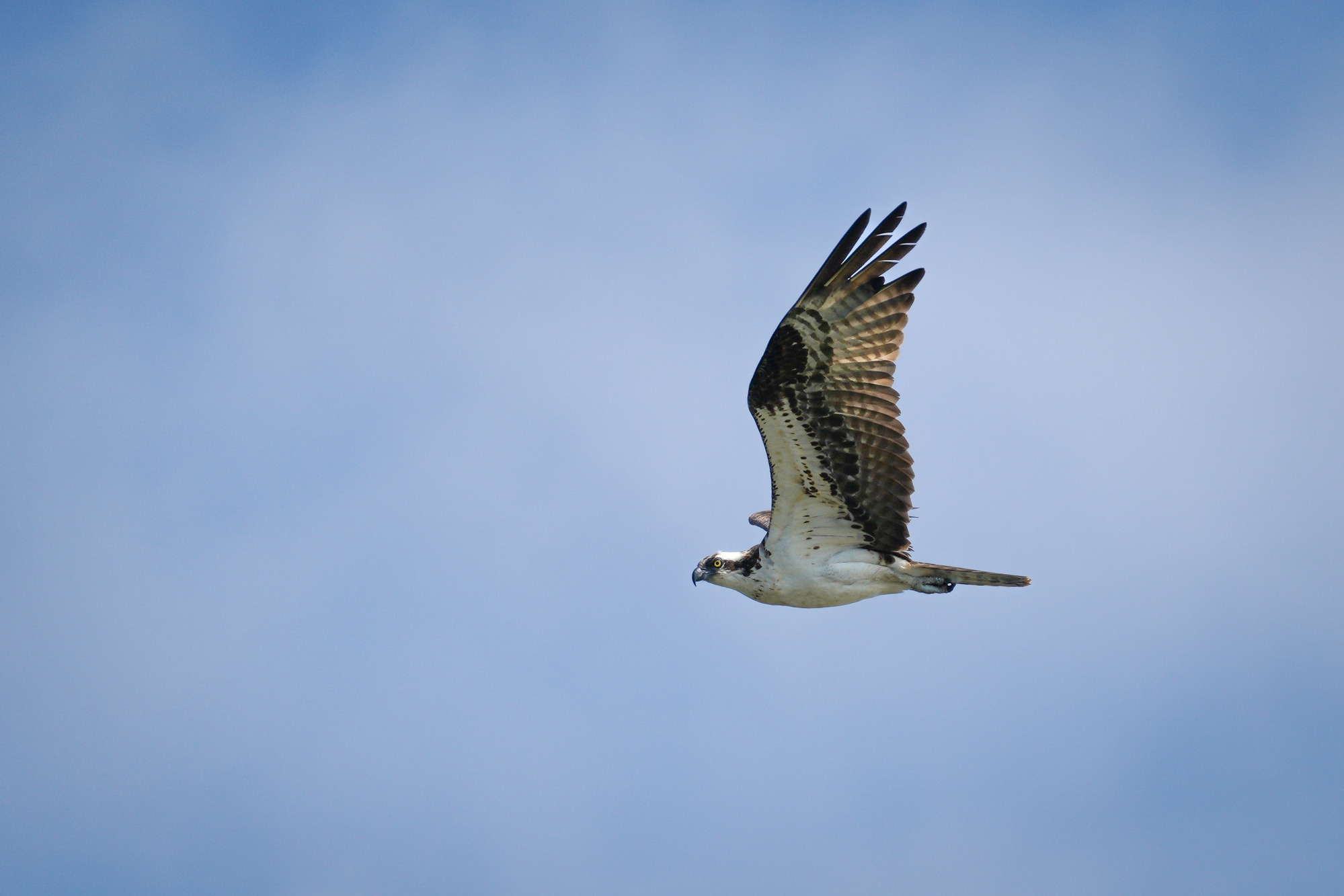 A brown and white bird of prey in flight with wings spread against a blue sky.