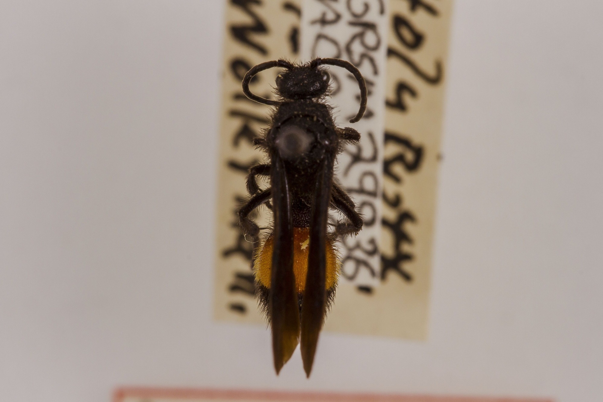 Image of Dasymutilla vesta vesta, a species of Animalia