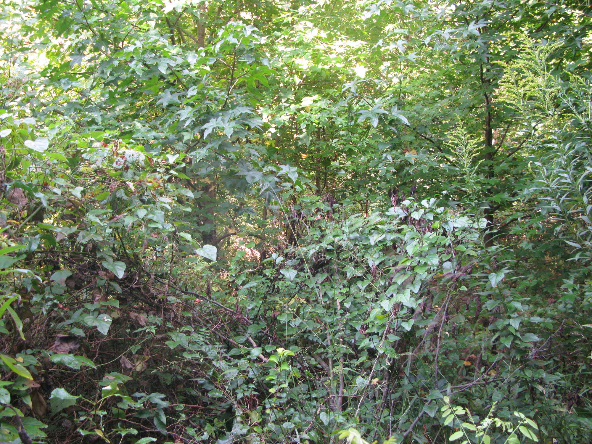 GRSM Accuracy Assessment. Plot Code: GRSM_AA_0718_5