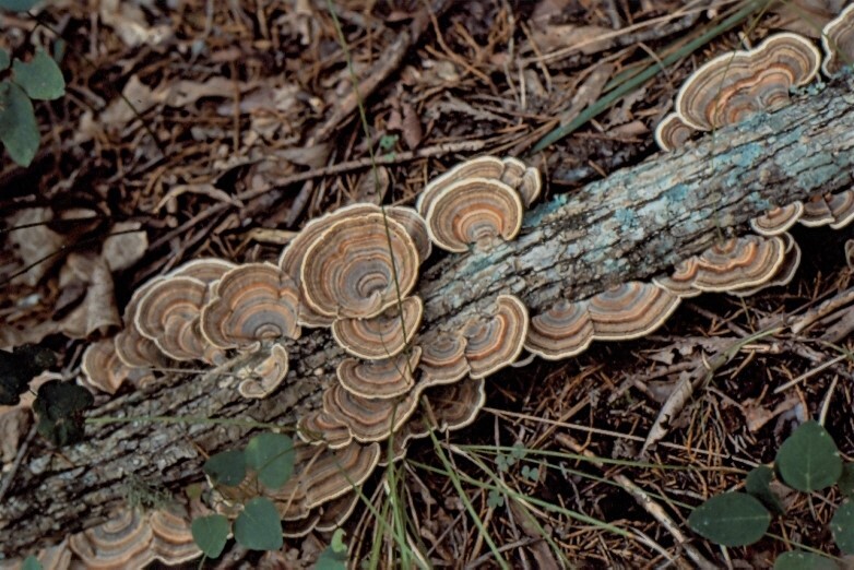 several multi-colored fan-shaped fungus along log