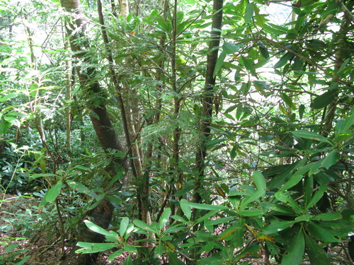 GRSM Accuracy Assessment. Plot Code: GRSM_AA_0550_4