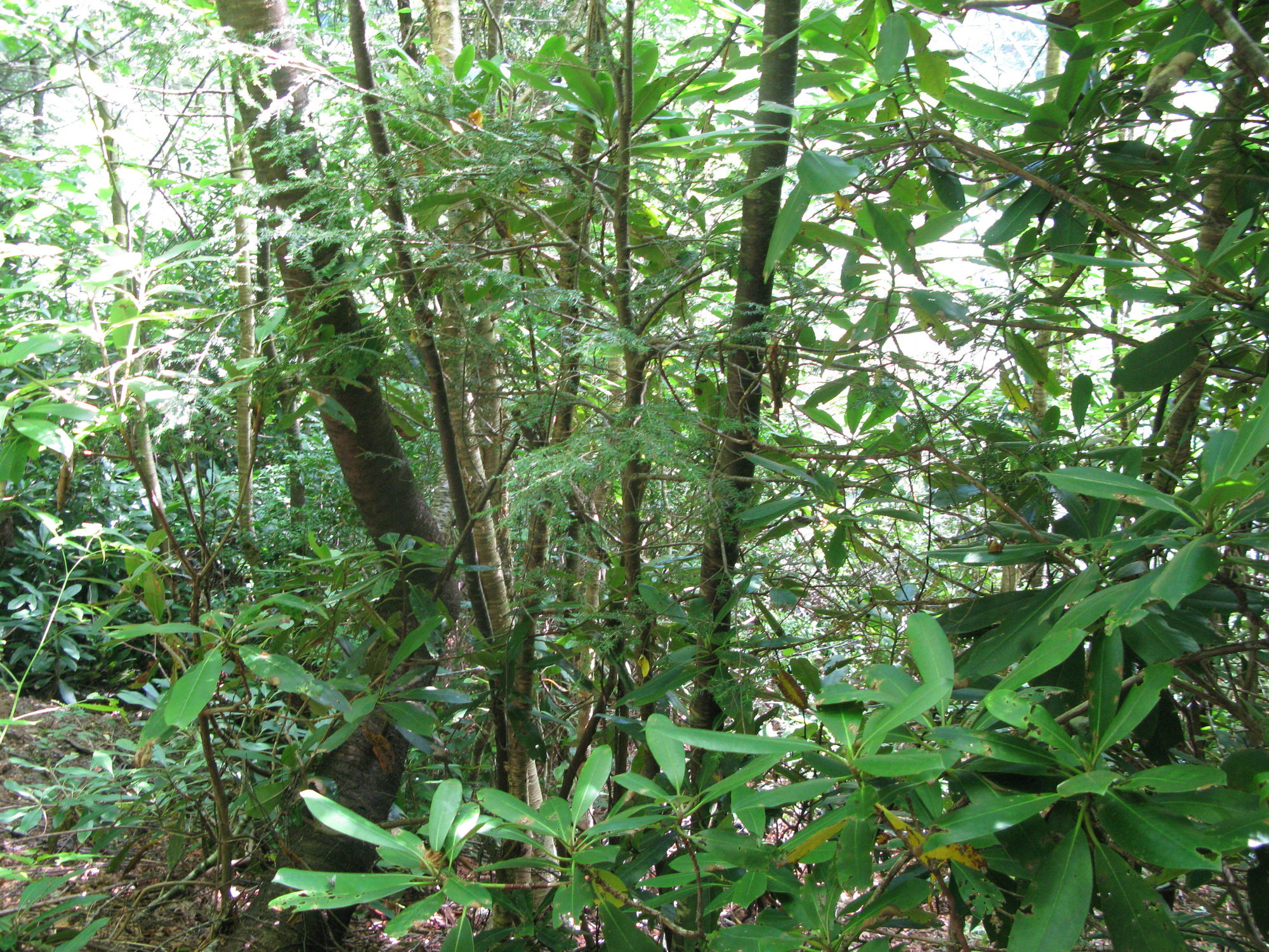 GRSM Accuracy Assessment. Plot Code: GRSM_AA_0550_4