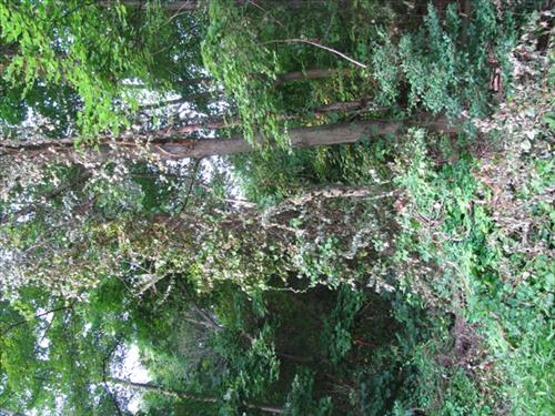 NACE -- Manage Exotic Plants
