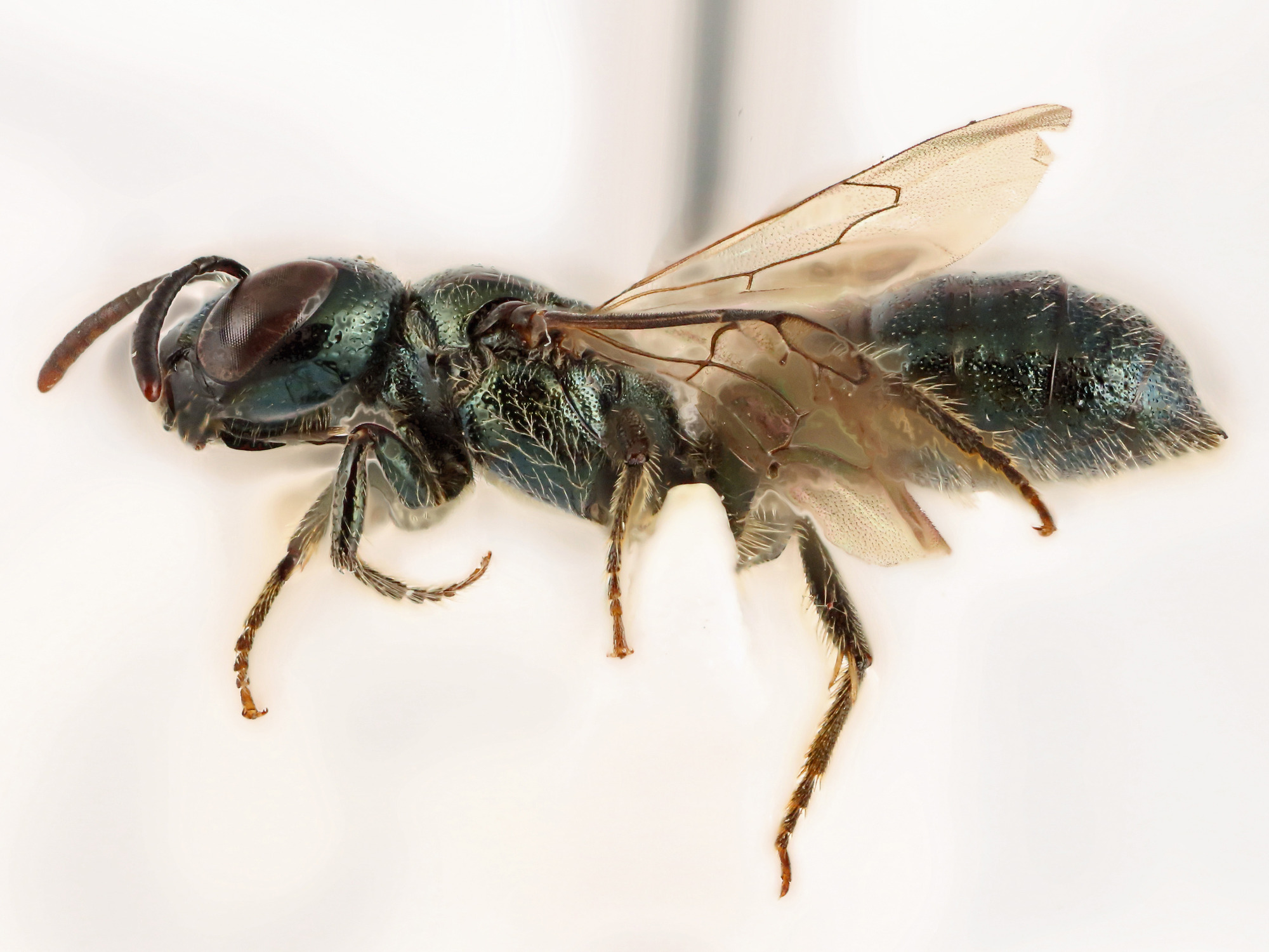 Lateral view of pinned bee, Ceratina acantha