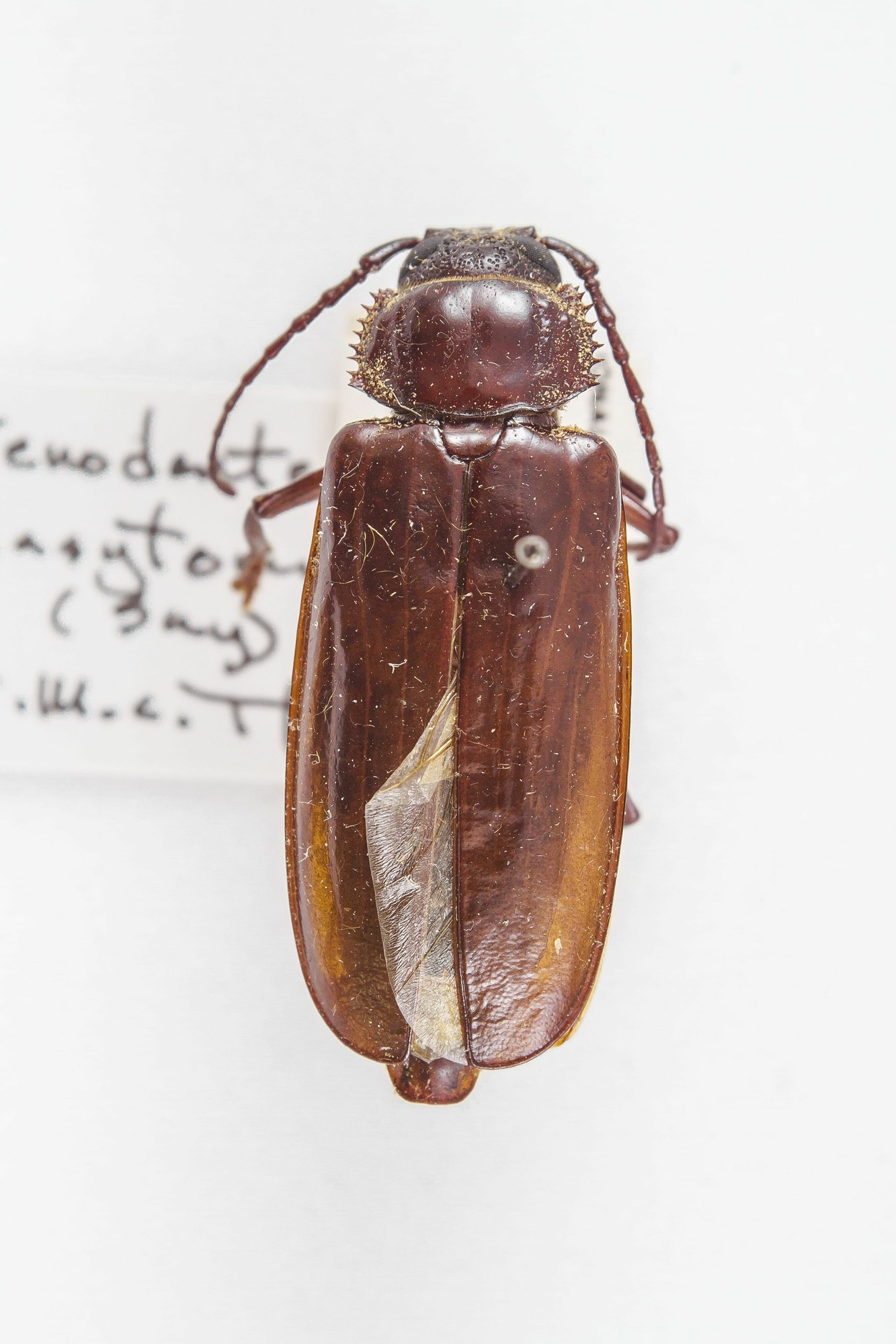 Image of Stenodontes dasytomus, a species of Insect