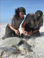 2009 Kemp's ridley sea turtle project at Padre Island National Seashore. In 2009, 117 Kemp's ridley sea turtle nests were found at Padre Island National seashore. This marks the sixth consecutive year that record numbers of Kemp's ridley nests have been recorded in the park since record keeping began in 1980.
