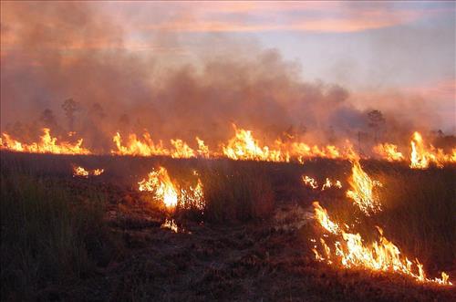 Prescribed burning at Everglades National Park, April 2002