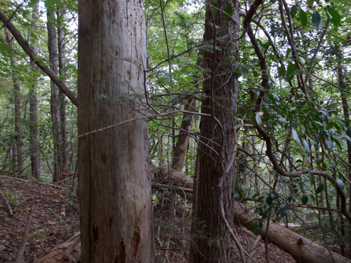 GRSM Accuracy Assessment. Plot Code: GRSM_AA_0915_3