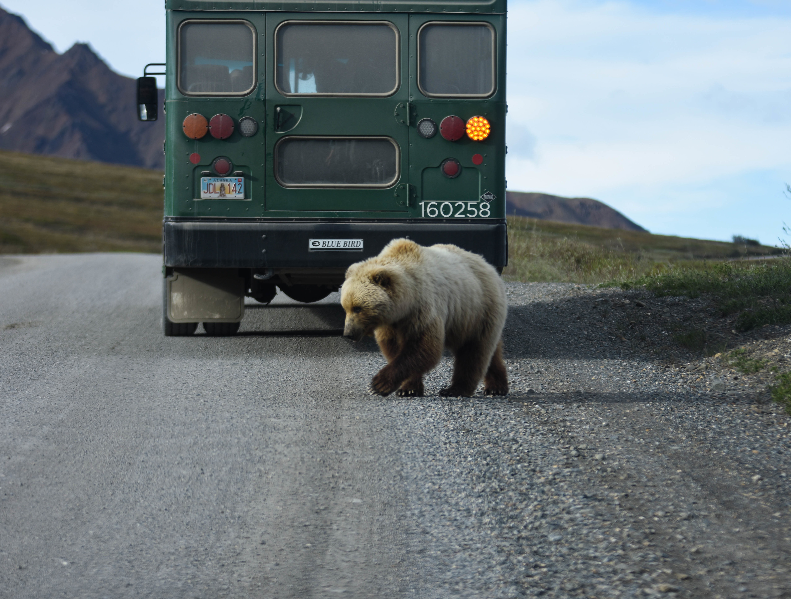 A sight-seeing bus pauses to view a bear as it crosses the park road