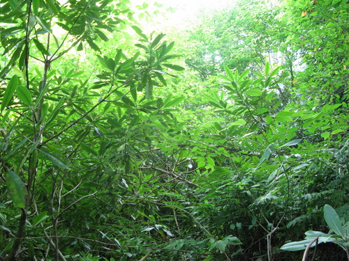 GRSM Accuracy Assessment. Plot Code: GRSM_AA_0454_3