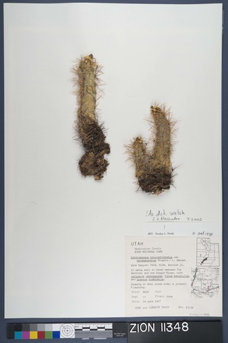 Herbarium Specimen Sheet 11348