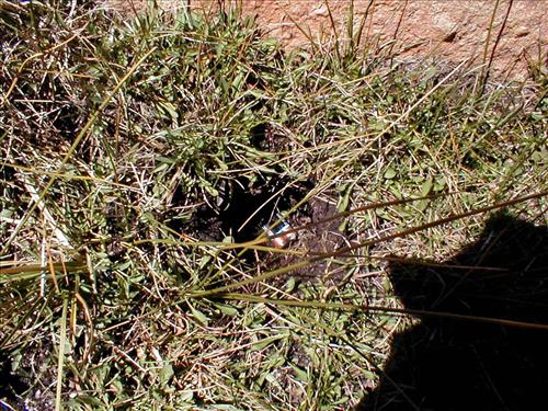 Meadow impacts from stock use at Lower Rock Creek Crossing, Sequoia and Kings Canyon National Park