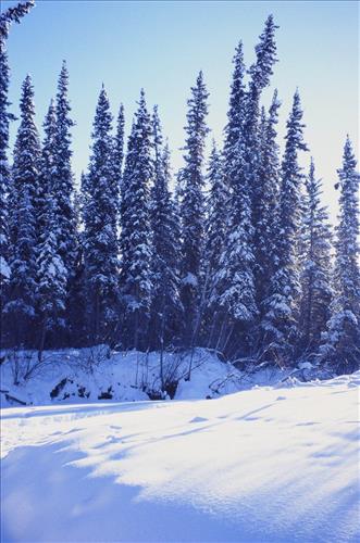 Moose Browse Collection, Yukon-Charley Rivers, 2003 2