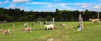 Goats walking in a field