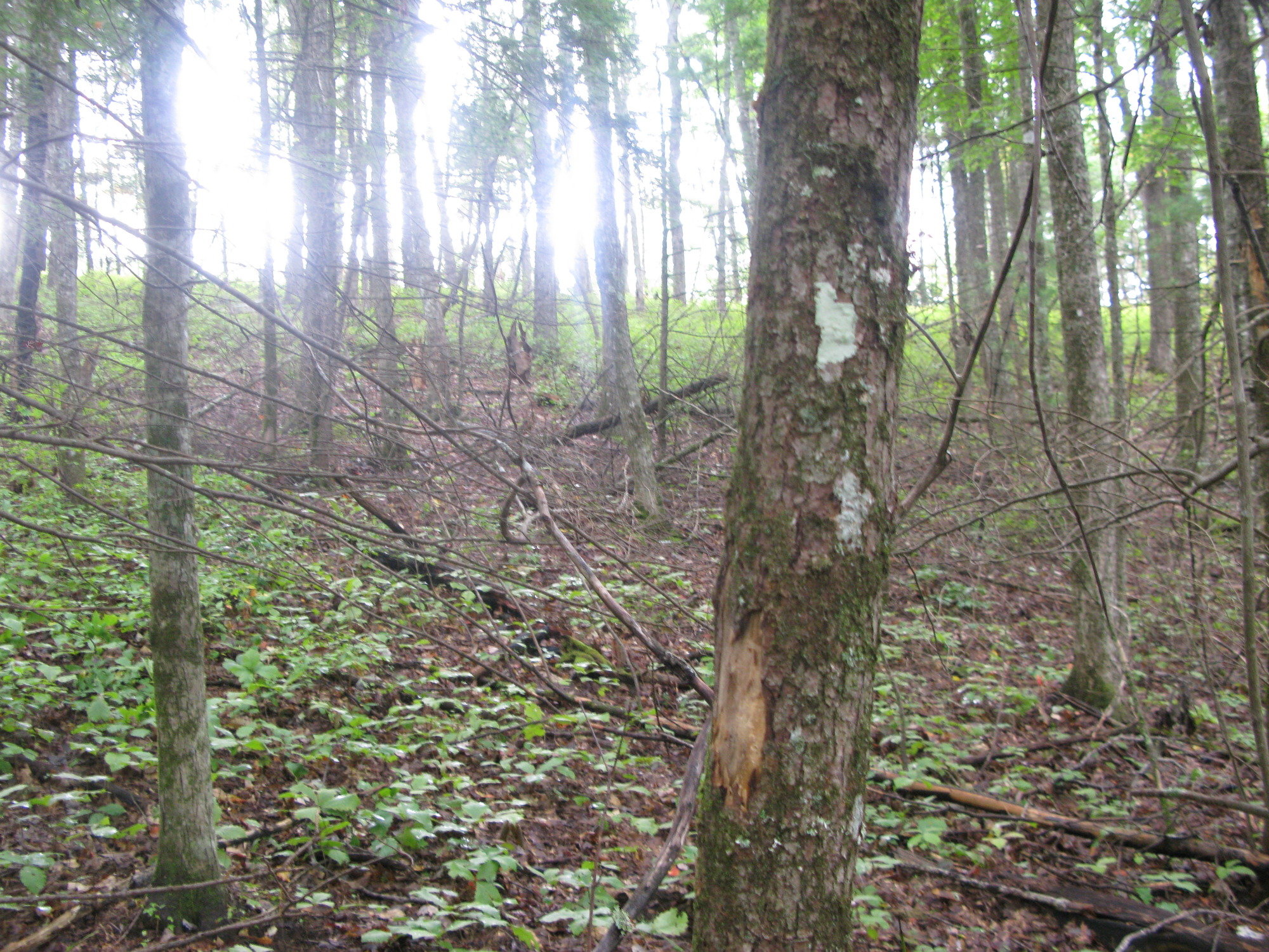 GRSM Accuracy Assessment. Plot Code: GRSM_AA_0607_4