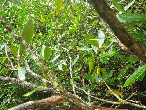 GRSM Accuracy Assessment. Plot Code: GRSM_AA_0428_4