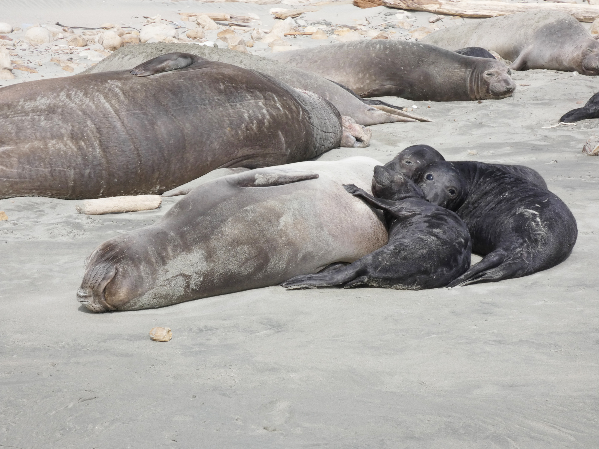 A gray female elephant seal lays on the beach with three small black pups trying to nurse.