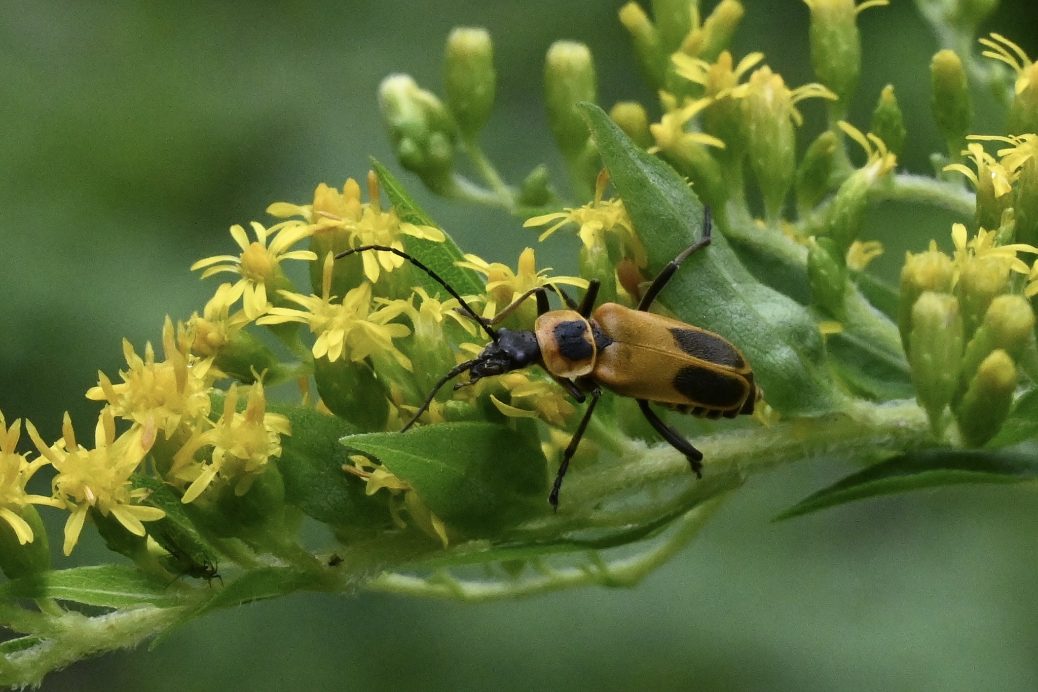 A black and copper beetle on small yellow flowers. 