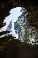 The sky and trees are visible from a hole in a fallen tree. 