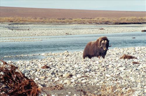 1 Muskoxen in Alaska