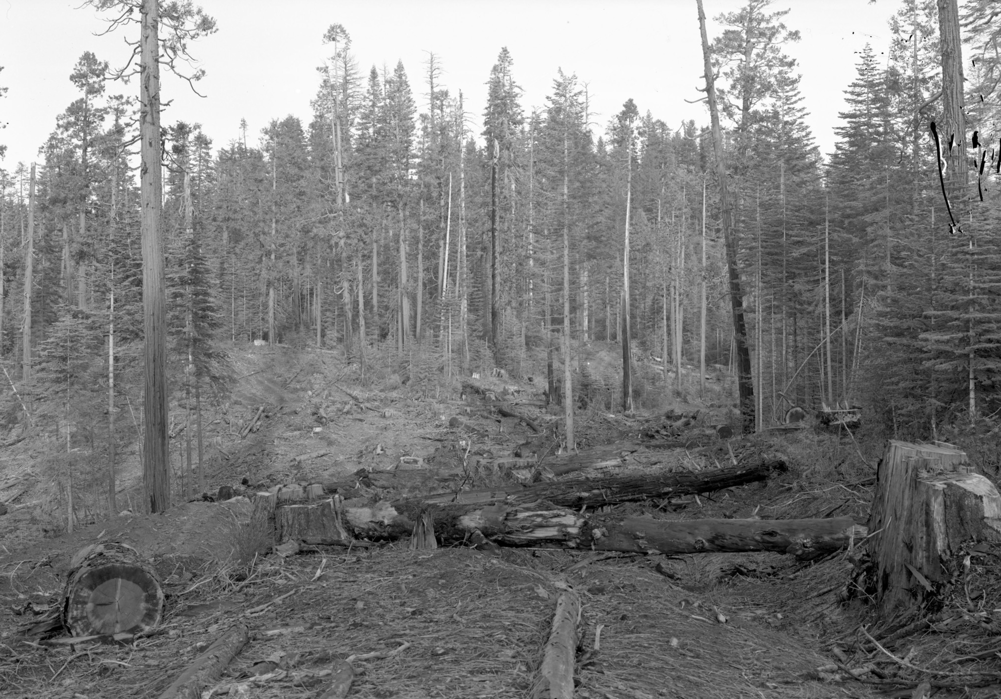 Old cutover land west of Cuneo property