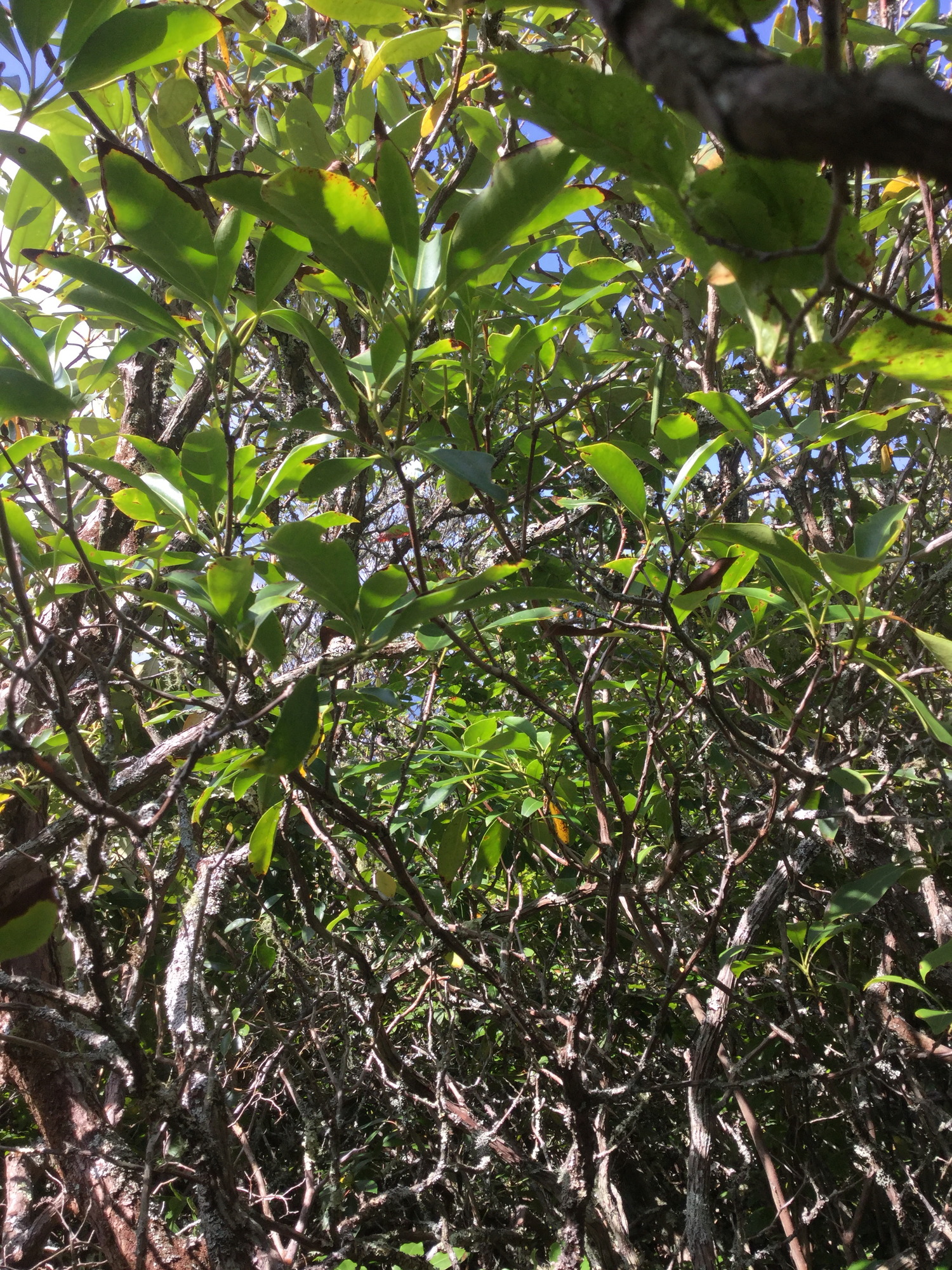 GRSM Accuracy Assessment. Plot Code: GRSM_AA_0315_6