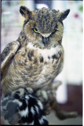 Color Photos of stuffed animals in the old visitor center exhibits.