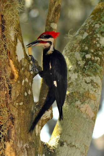 A large mostly black woodpecker with a red crest and white markings. 