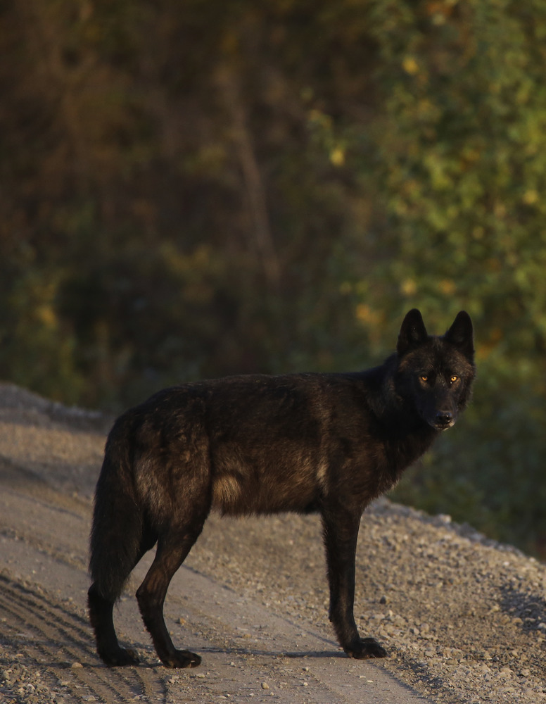 a black wolf on a dirt road
