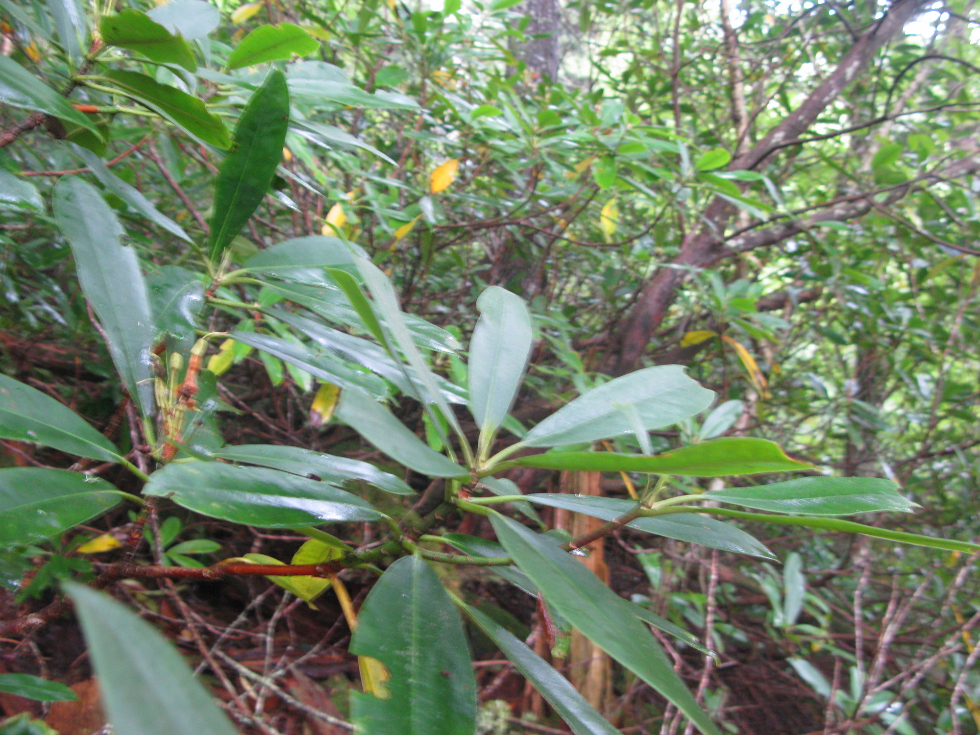 GRSM Accuracy Assessment. Plot Code: GRSM_AA_0025_5