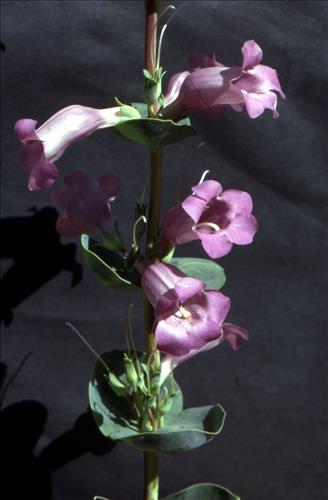 Badlands Flowers: Red, Pink, Blue