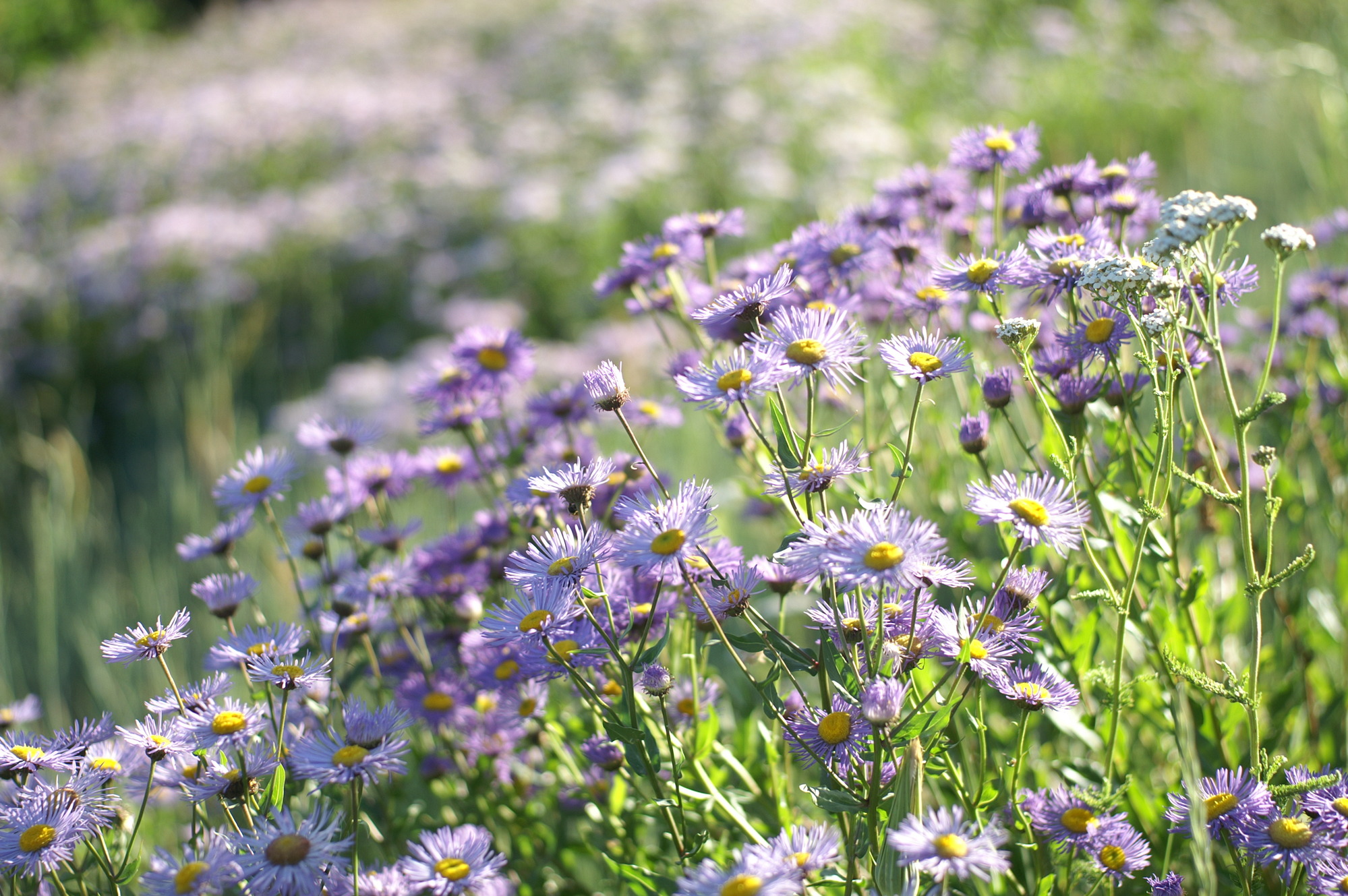 Clusters of purple flowers with yellow centers