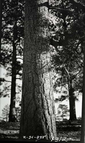 Sapsucker damage to ponderosa trunk.