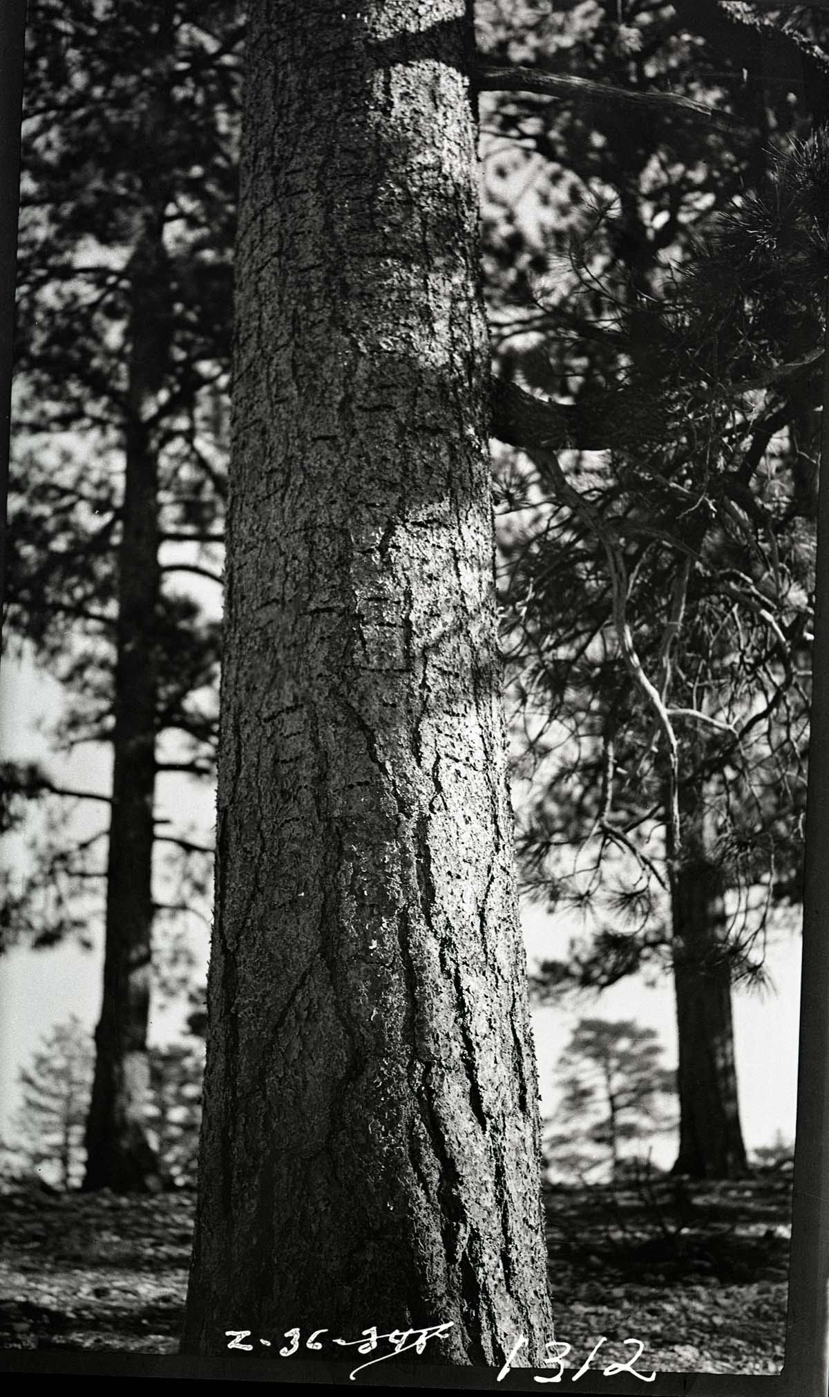 Sapsucker damage to ponderosa trunk.