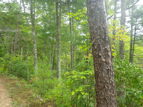 GRSM Accuracy Assessment. Plot Code: GRSM_AA_0505_6