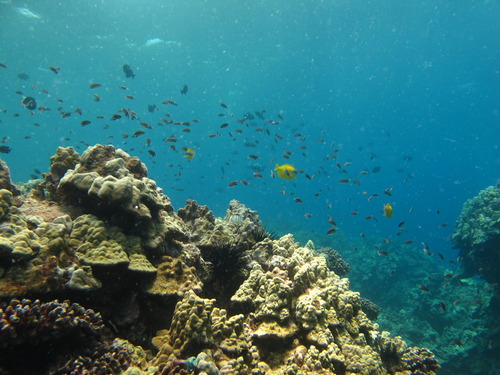 Several species of reef fish can be seen swimming above a coral reef