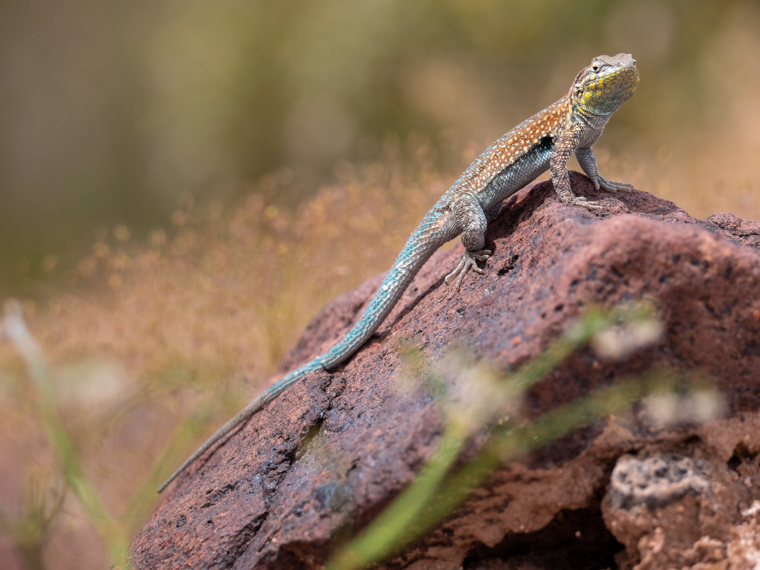 full length view of colorful lizard from side, perched on rock