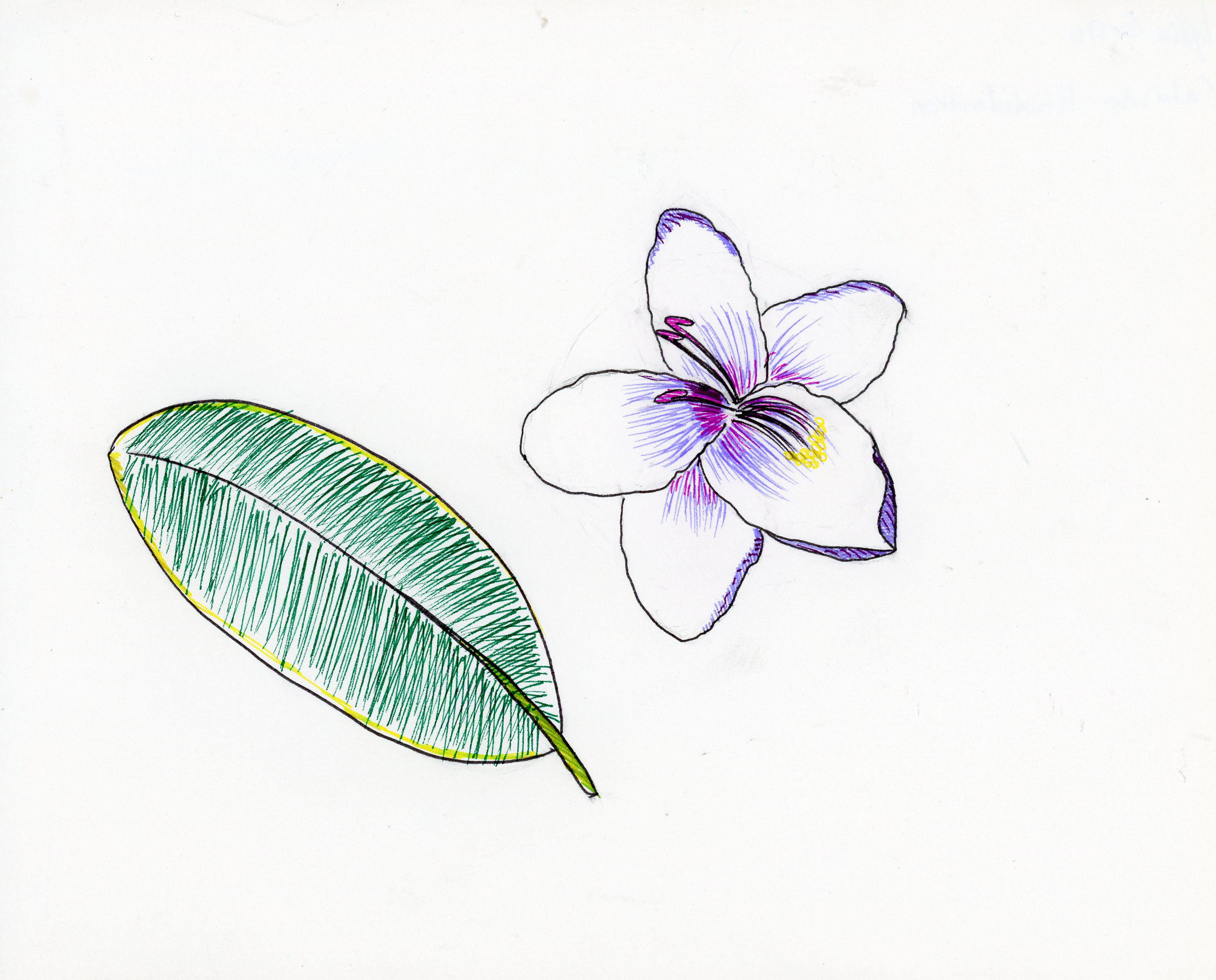 drawing of a 5 petaled white flower and one green leaf