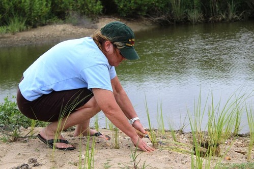 volunteer crouching and planting native plant in sand