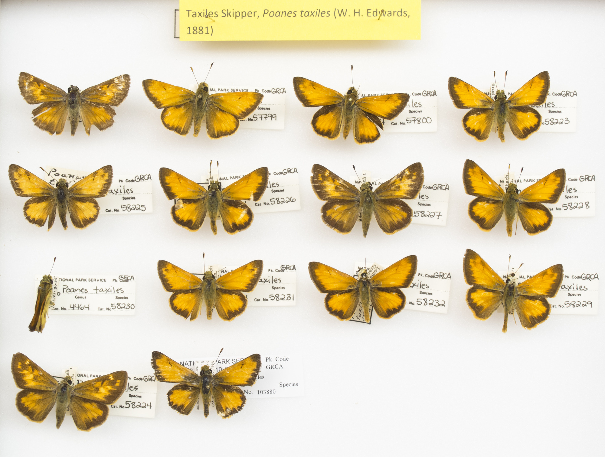 Taxiles Skipper, Lon taxiles. Series. Grand Canyon Museum Collection..JPG