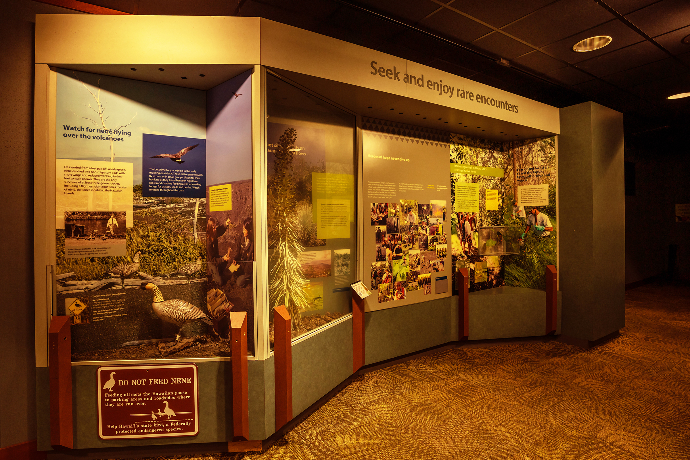 Older exhibits of a Hawaiian goose and other flora and fauna seen inside exhibit cases of a small visitor center in a national park. 