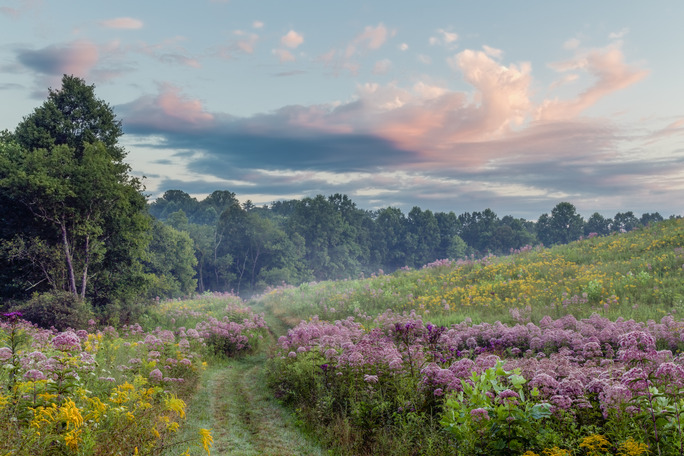 Clouds roll over a trail through an expanse of gold, white, pink, and purple wildflowers with trees in the distance.