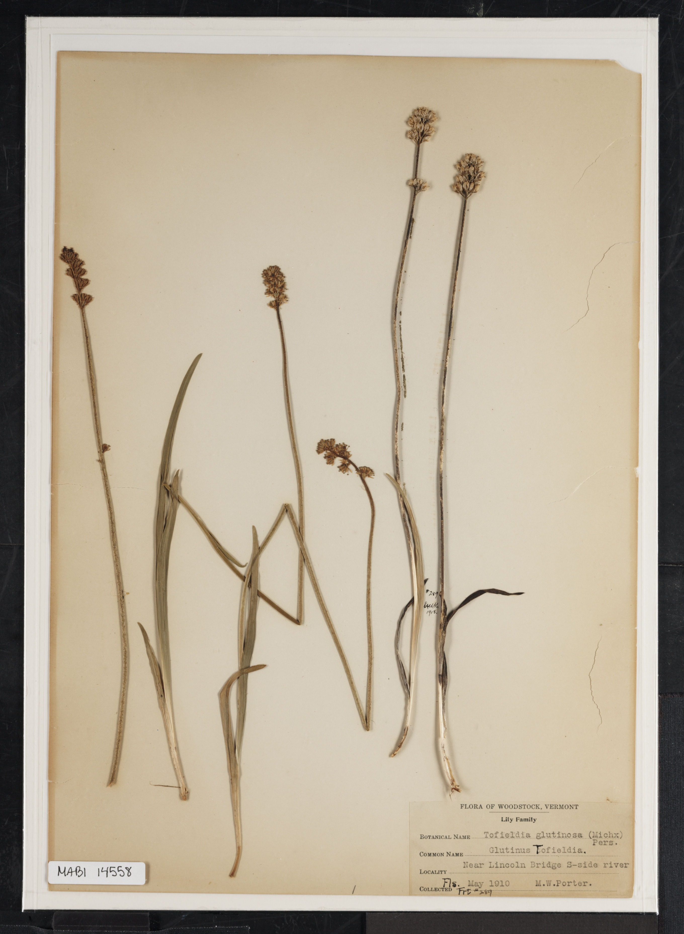 Preserved biological specimen on paper.