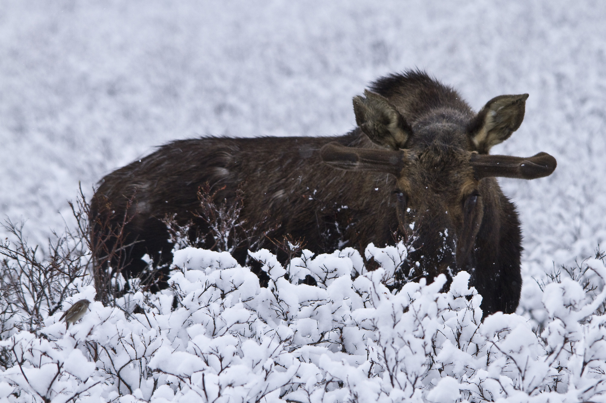 a moose standing amid snow-covered bushes
