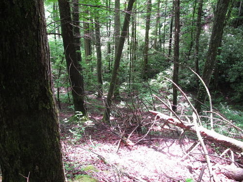 GRSM Accuracy Assessment. Plot Code: GRSM_AA_0663