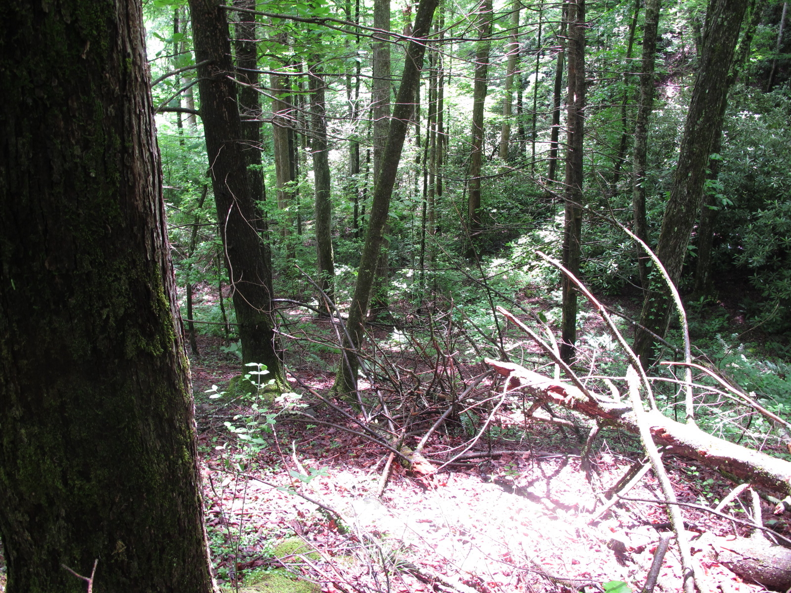 GRSM Accuracy Assessment. Plot Code: GRSM_AA_0663