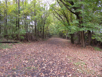 A road in a wooded area.
