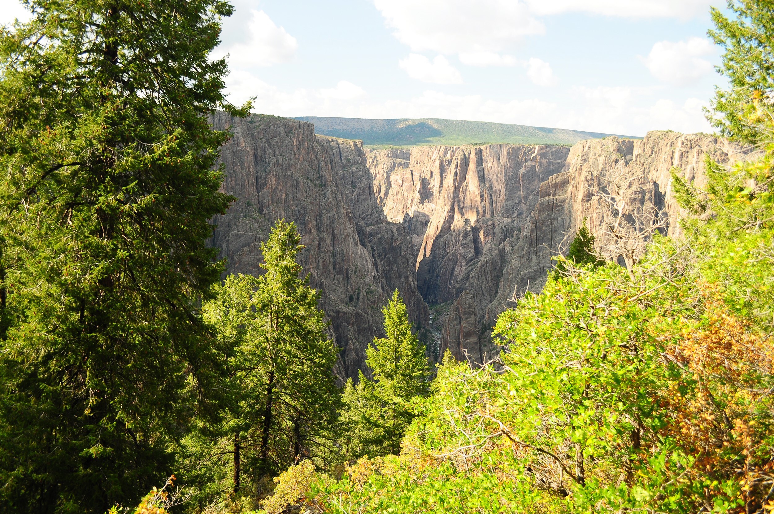 A view of a steep deep canyon between tall trees