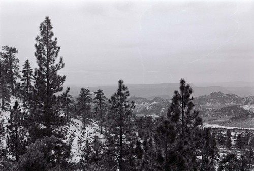 BW photo of the 1937 grazing study 35MM.